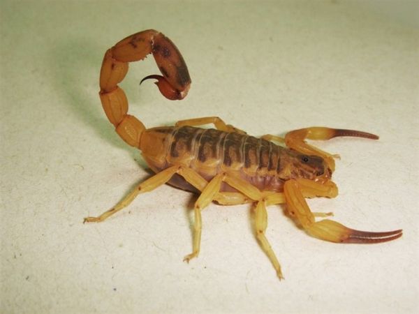 Fique atento com picadas de escorpião que são mais comuns no verão